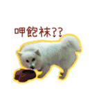 Home has a cute dog - Spitz ball（個別スタンプ：10）