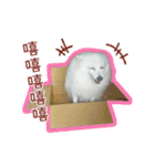 Home has a cute dog - Spitz ball（個別スタンプ：11）