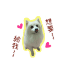 Home has a cute dog - Spitz ball（個別スタンプ：12）