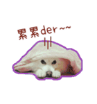 Home has a cute dog - Spitz ball（個別スタンプ：13）