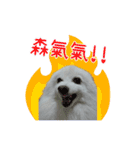 Home has a cute dog - Spitz ball（個別スタンプ：14）