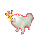 Home has a cute dog - Spitz ball（個別スタンプ：15）