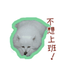 Home has a cute dog - Spitz ball（個別スタンプ：16）