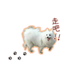 Home has a cute dog - Spitz ball（個別スタンプ：17）