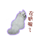 Home has a cute dog - Spitz ball（個別スタンプ：19）