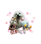 Home has a cute dog - Spitz ball（個別スタンプ：23）