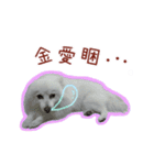 Home has a cute dog - Spitz ball（個別スタンプ：24）