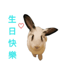 DODORabbit_3（個別スタンプ：1）