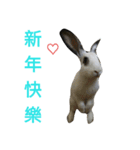 DODORabbit_3（個別スタンプ：2）