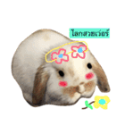 Rabbit funny Camp（個別スタンプ：12）