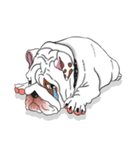 Mali English bulldog（個別スタンプ：6）