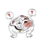 Mali English bulldog（個別スタンプ：11）