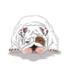 Mali English bulldog（個別スタンプ：13）