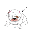 Mali English bulldog（個別スタンプ：14）