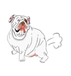 Mali English bulldog（個別スタンプ：16）