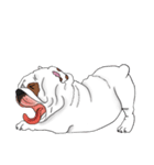 Mali English bulldog（個別スタンプ：31）