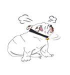 Mali English bulldog（個別スタンプ：35）