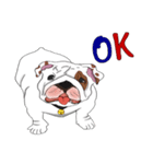 Mali English bulldog（個別スタンプ：36）