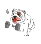 Mali English bulldog（個別スタンプ：39）