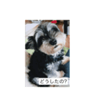 mix犬 ルナちゃん（個別スタンプ：1）