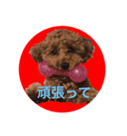 toypoodles's moca2（個別スタンプ：5）