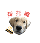 Lovely Dog-Money（個別スタンプ：6）