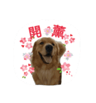 Lovely Dog-Money（個別スタンプ：11）