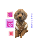 three little dogs（個別スタンプ：14）