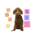 three little dogs（個別スタンプ：18）