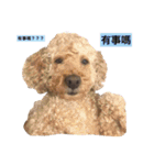 three little dogs（個別スタンプ：23）