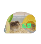 Takeo younger sister and plump hamster！（個別スタンプ：4）