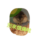 Takeo younger sister and plump hamster！（個別スタンプ：12）