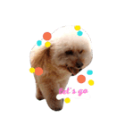 poodle dog yeah yeah（個別スタンプ：2）