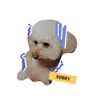 poodle dog yeah yeah（個別スタンプ：4）