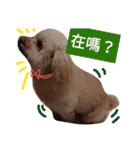 poodle dog yeah yeah（個別スタンプ：5）