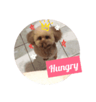 poodle dog yeah yeah（個別スタンプ：7）