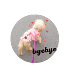 poodle dog yeah yeah（個別スタンプ：9）