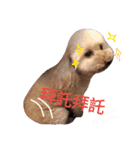 poodle dog yeah yeah（個別スタンプ：10）