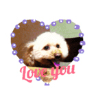 poodle dog yeah yeah（個別スタンプ：11）