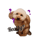 poodle dog yeah yeah（個別スタンプ：12）