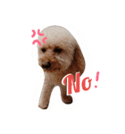 poodle dog yeah yeah（個別スタンプ：13）