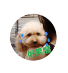 poodle dog yeah yeah（個別スタンプ：14）