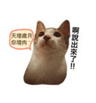 meow mewo（個別スタンプ：5）