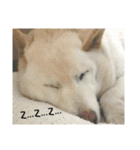 Daily Life of a White Shiba Inu Dogthing（個別スタンプ：1）