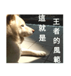 Daily Life of a White Shiba Inu Dogthing（個別スタンプ：2）