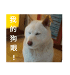 Daily Life of a White Shiba Inu Dogthing（個別スタンプ：3）