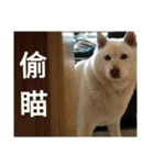 Daily Life of a White Shiba Inu Dogthing（個別スタンプ：4）