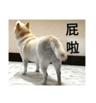 Daily Life of a White Shiba Inu Dogthing（個別スタンプ：5）