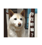 Daily Life of a White Shiba Inu Dogthing（個別スタンプ：6）