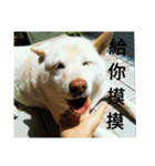 Daily Life of a White Shiba Inu Dogthing（個別スタンプ：7）